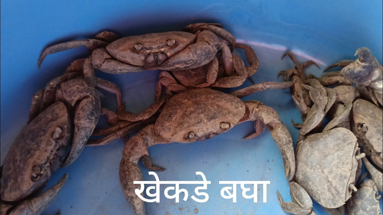 खेकडे पकडले 