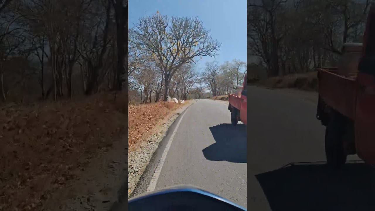 Scenic Road Trip Between Theppakadu and Masinagudi