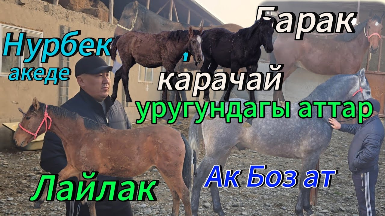Нурбек акенин атактуу аттары