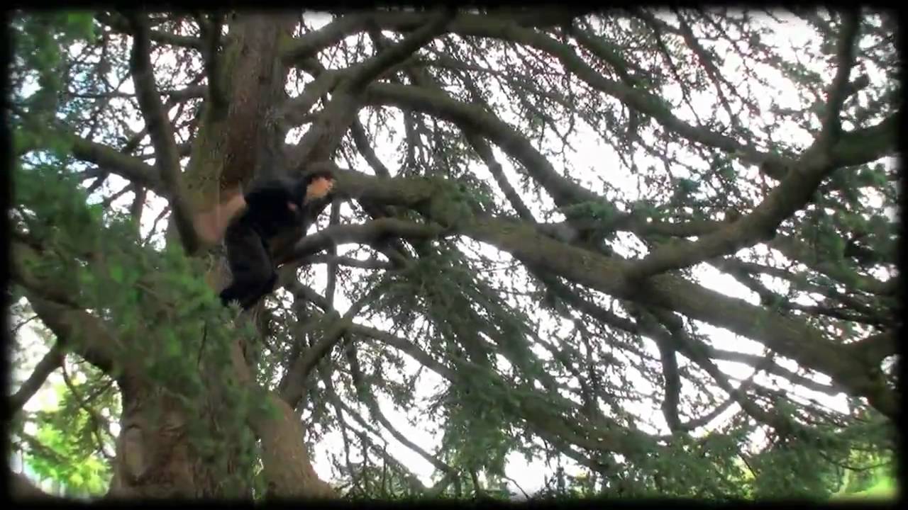 Parkour Jesse Peveril - Iris 2010