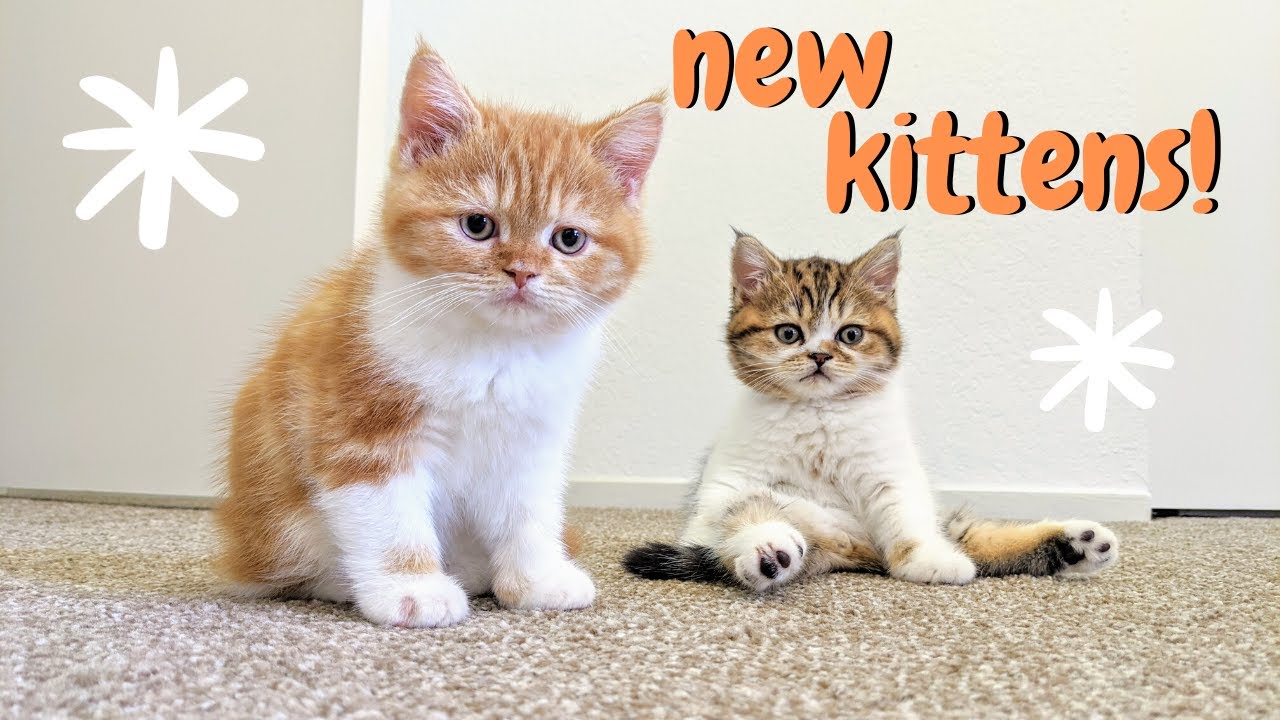 Picking Up Scottish Straight Kittens! | Beaker + Bunsen