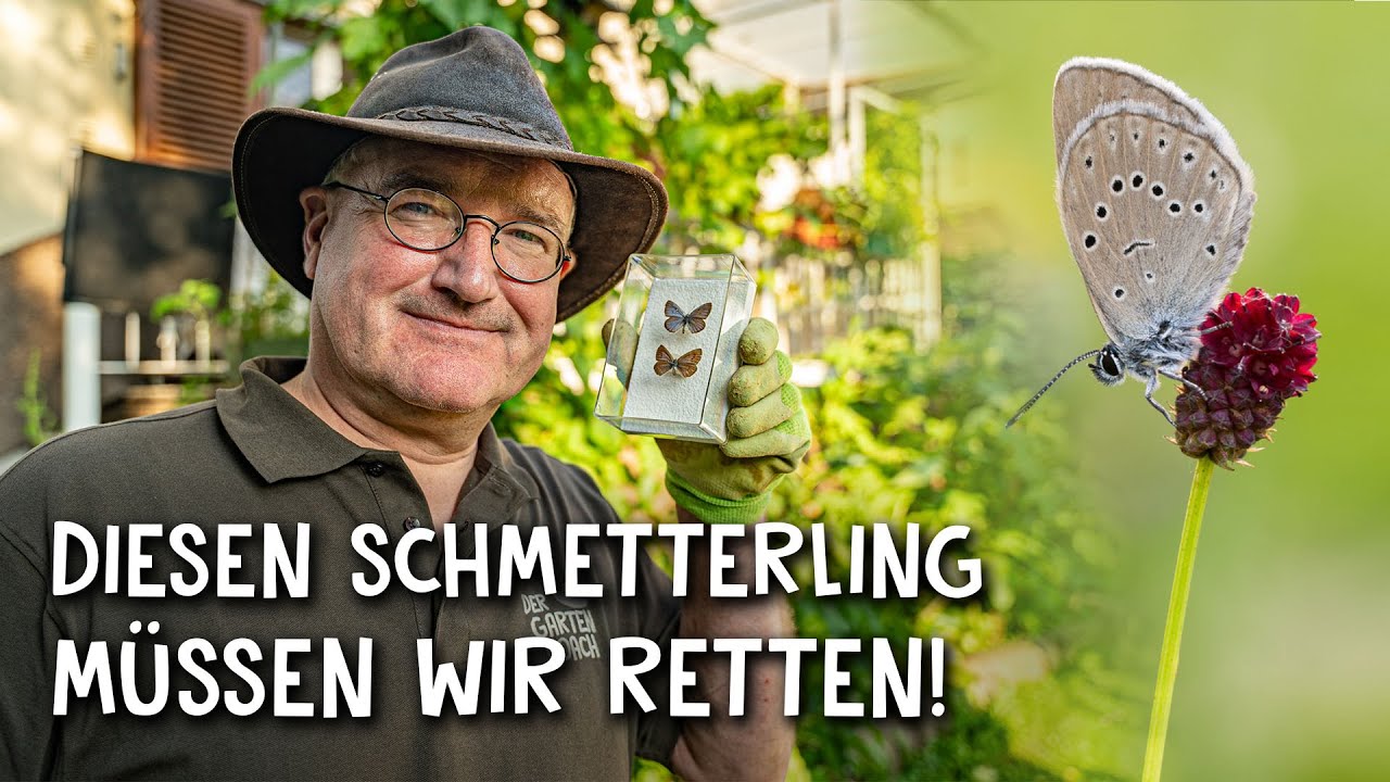So rettest du Schmetterlinge in deinem Garten! 🦋 - Diese Pflanze hilft! 🌺