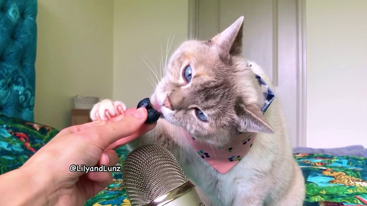 ASMR - CAT EATS BLUEBERRY