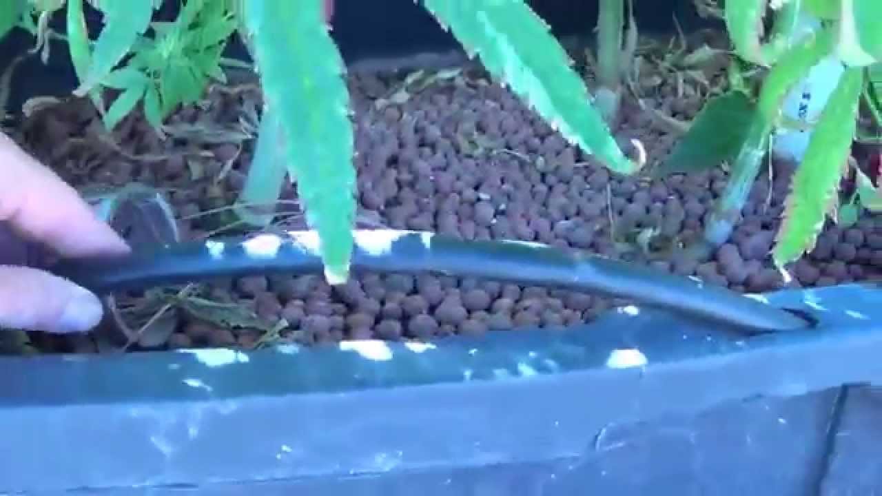 aquaponic cannabis using goldfish