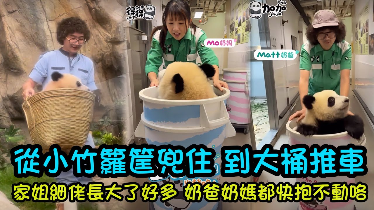 Matt奶爸推著乖巧家姐轉移房間，家姐仔超乖，Howard 奶爸曾經分享的家姐細佬好喜歡的桶，兩姐弟都長得好大隻啦#熊貓家姐細佬 #熊貓盈盈