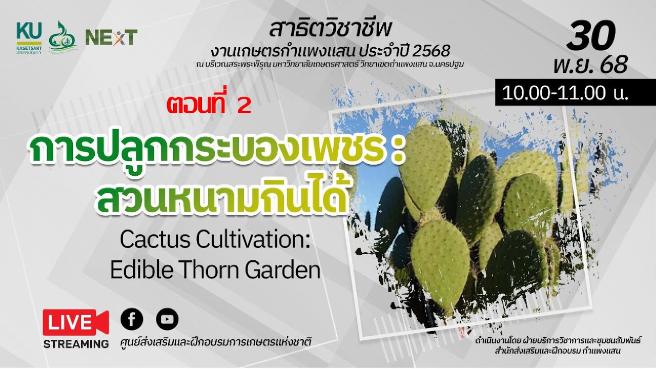 การปลูกกระบองเพชร สวนหนามกินได้ ตอนที่ 2