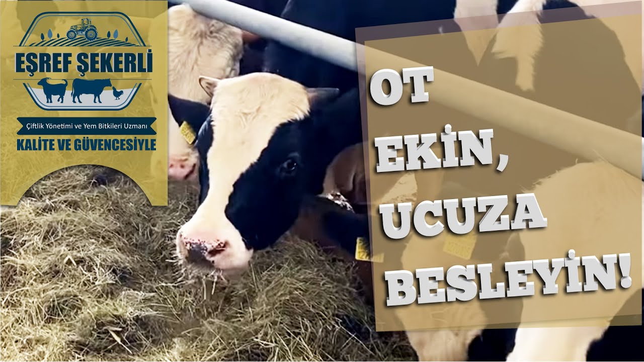 Ot Ekin Ucuza Besleyin! #Holstein
