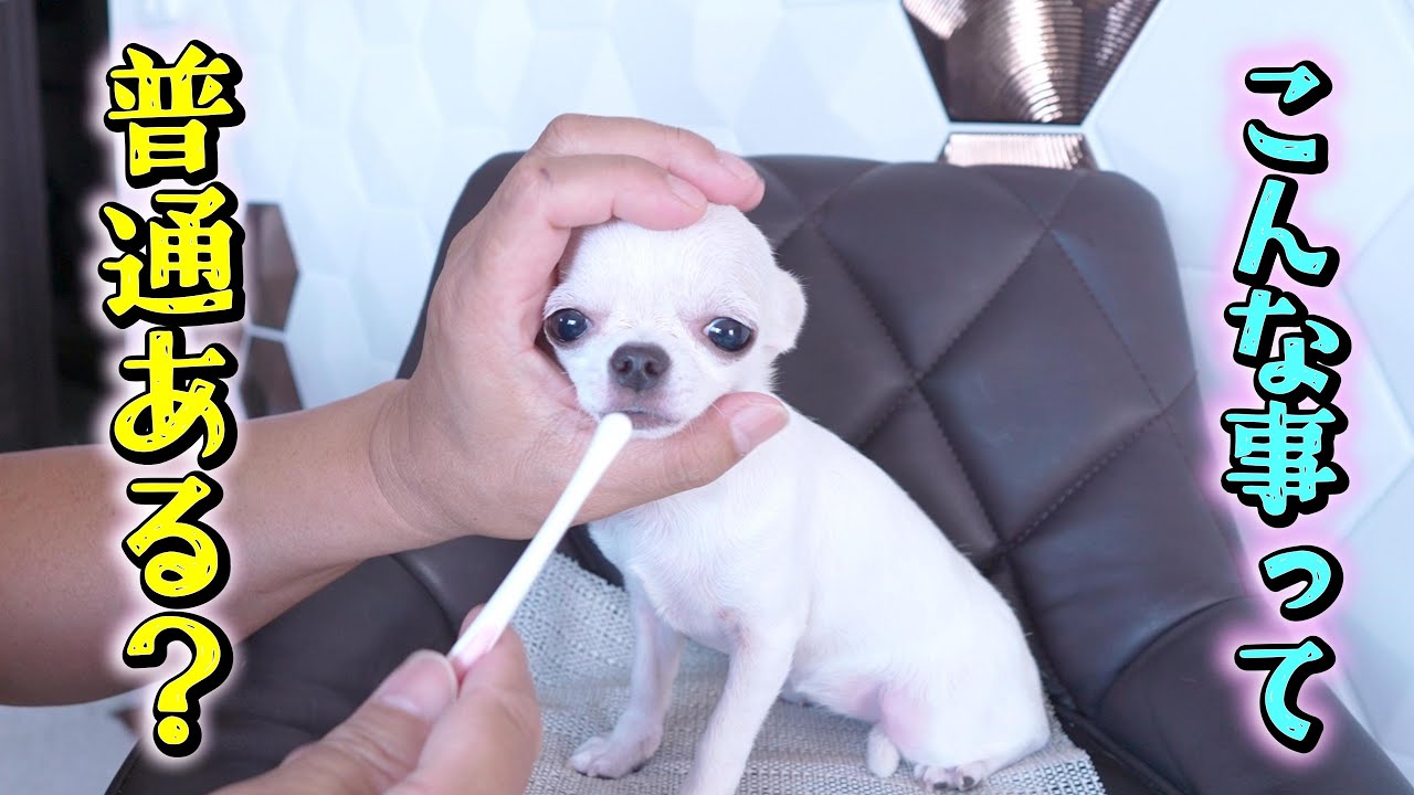 子犬チワワの初歯磨きの様子が飼い主の想像を遥かに超えてビビりましたｗｗ