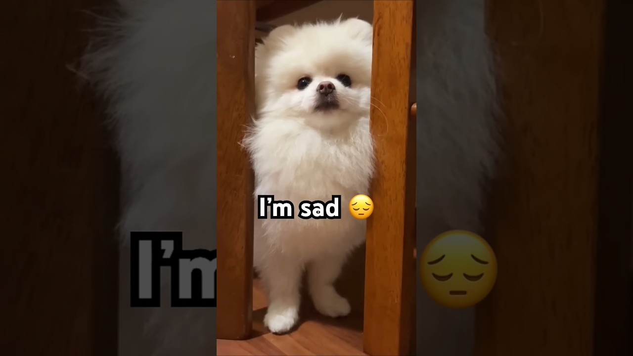 Hi 🥰 | Puff Puff needs a friend 😊 | #woofyheart | #dog #dogshorts #cutedogs #shorts