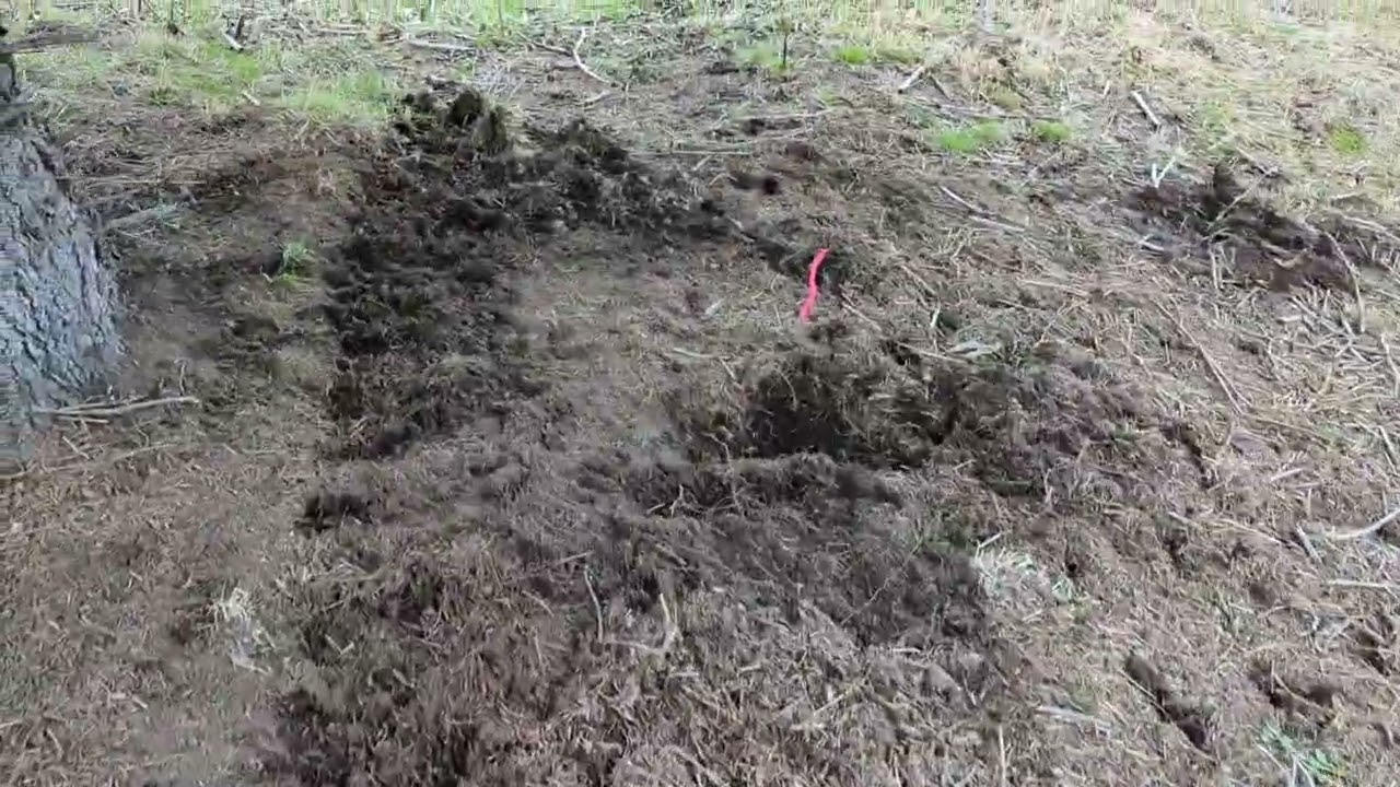 Prepping to dig Swales