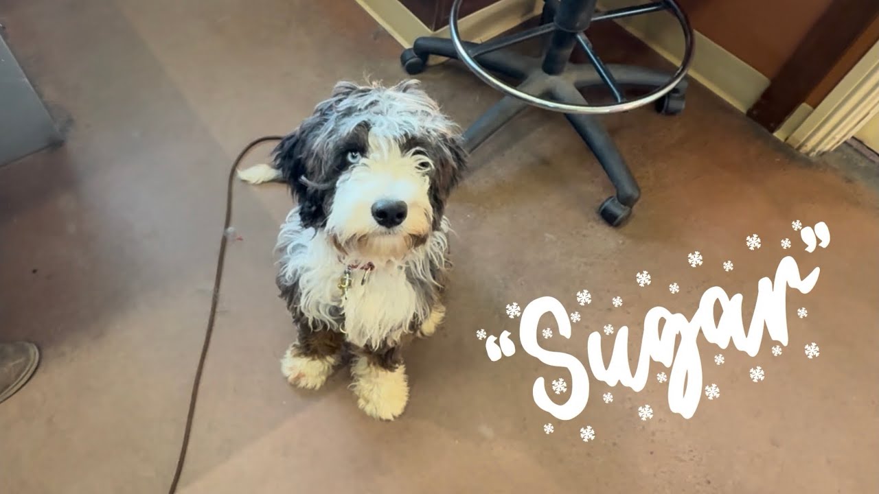 SUGAR - Started Puppy - SOLD 