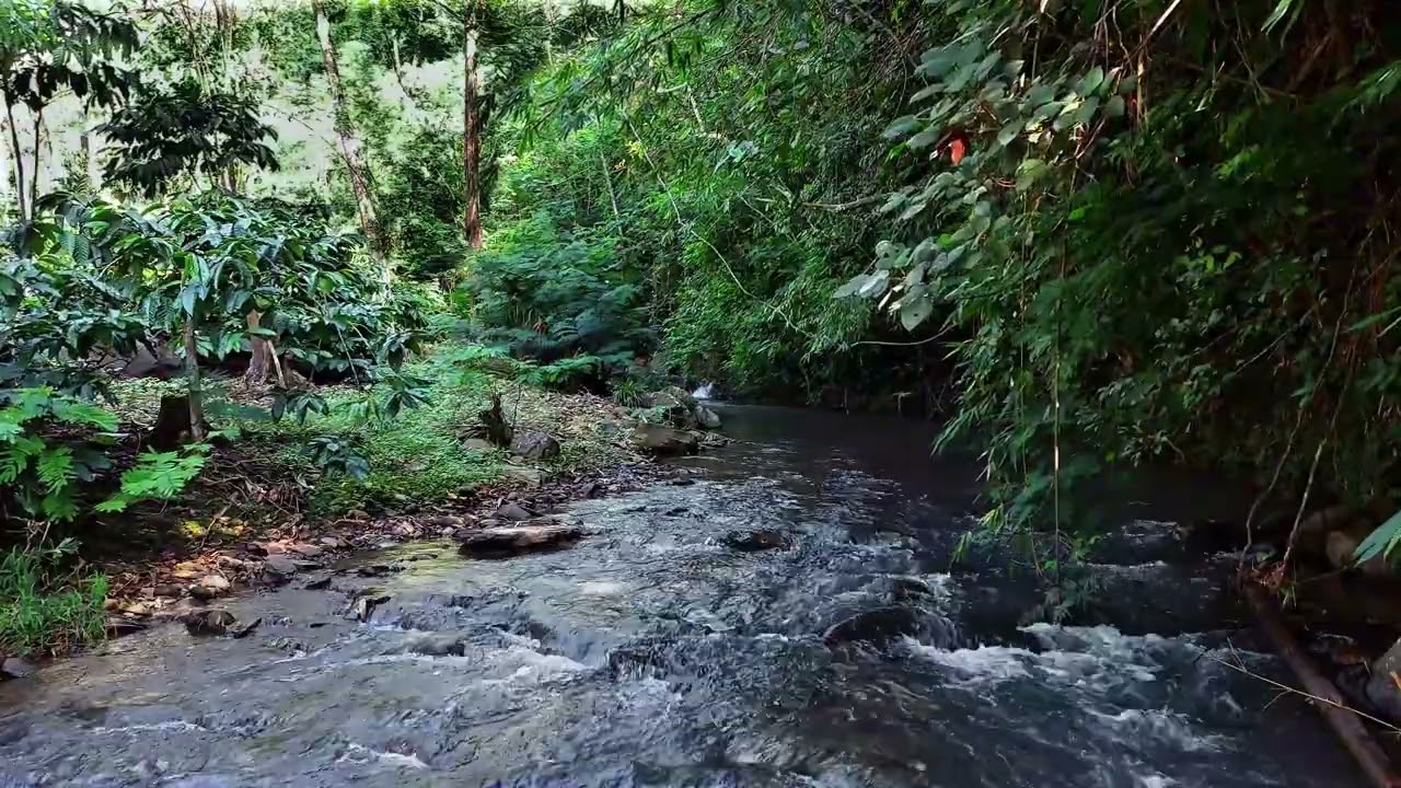 Relax and Unwind with Calming River Sounds in a Green Forest Paradise