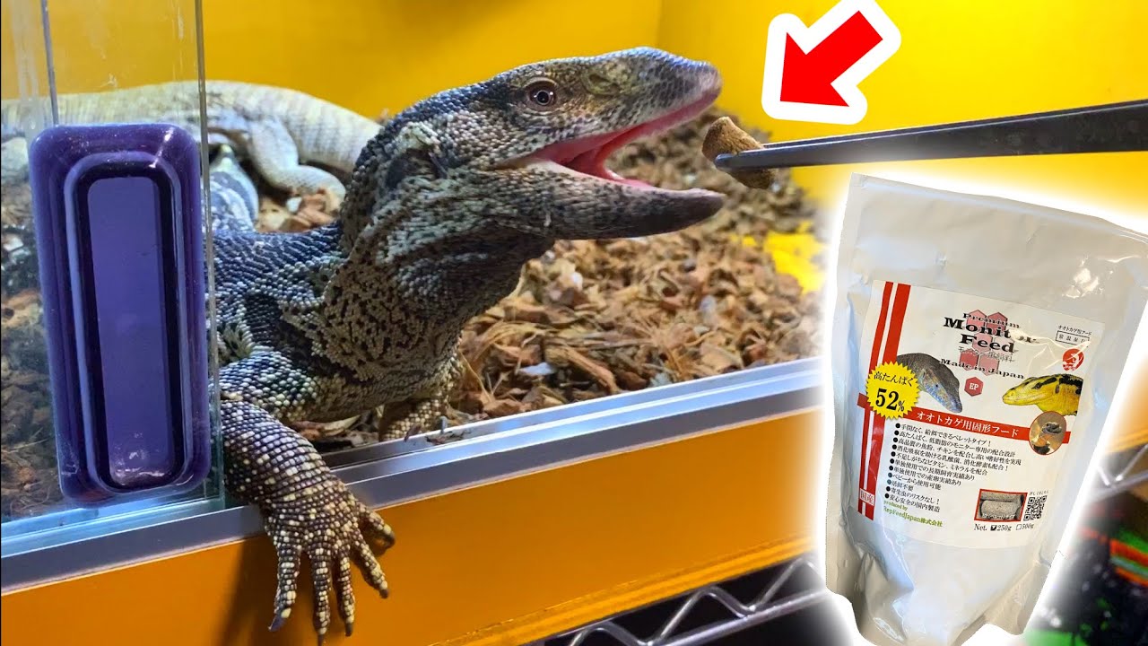 新商品のオオトカゲ専用フードを５匹のオオトカゲに試してみた結果・・・！