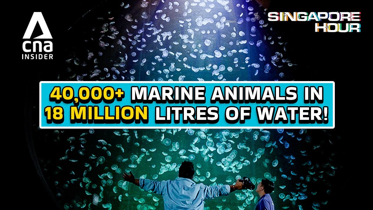 A Deep-Dive Tour Of One Of The World’s Largest Aquariums | Singapore Hour