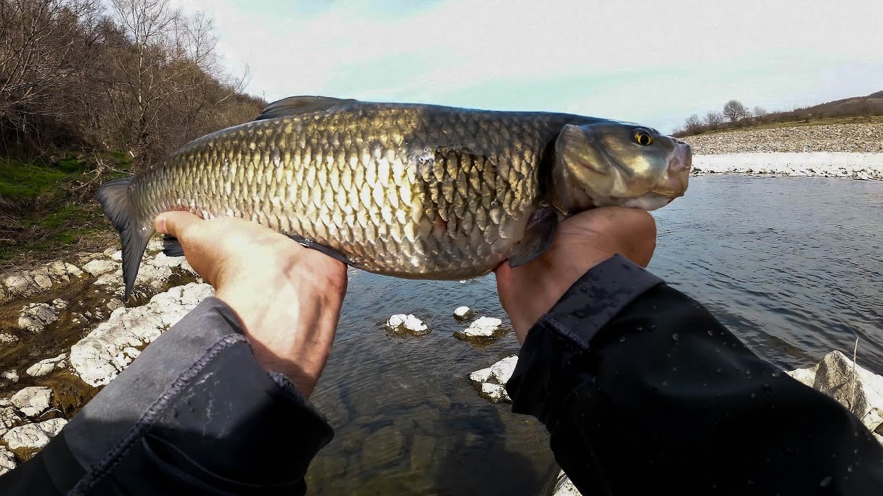 На какво ми удрят големите кефали // On what i catch big chubs