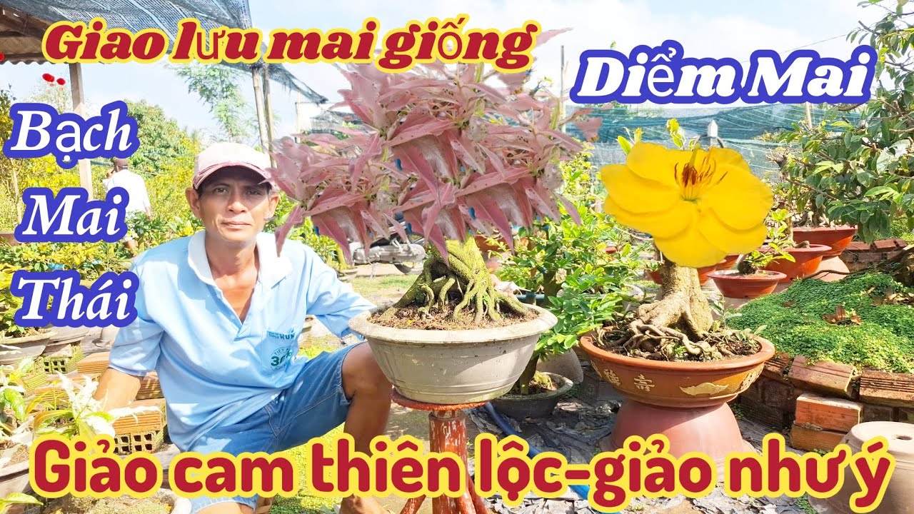 16/03/2026💥Mai vàng mai giống mới nhất, giảo cam thiên lộc, Diểm Mai, bạch mai thái, giảo như ý 