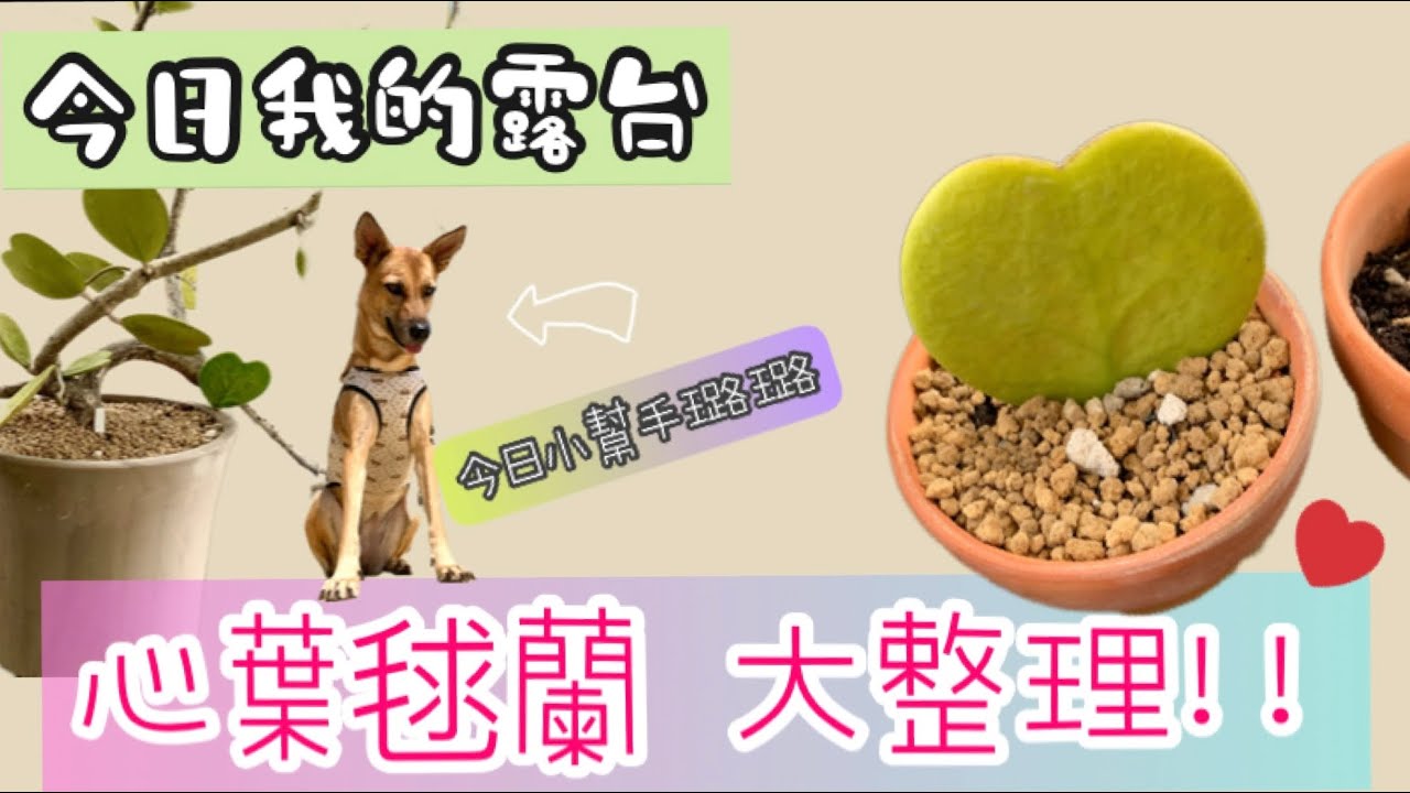 凡的露台日常「心葉毬蘭 整理篇」