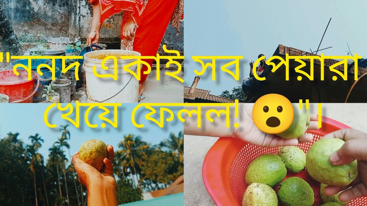 ননদকে চালের উপরে উঠিয়ে পেয়ারা পাড়া! 🌳🏠 বিকেলের বাগানের কাজ ও রাতের ব্যস্ততা। ✨😊