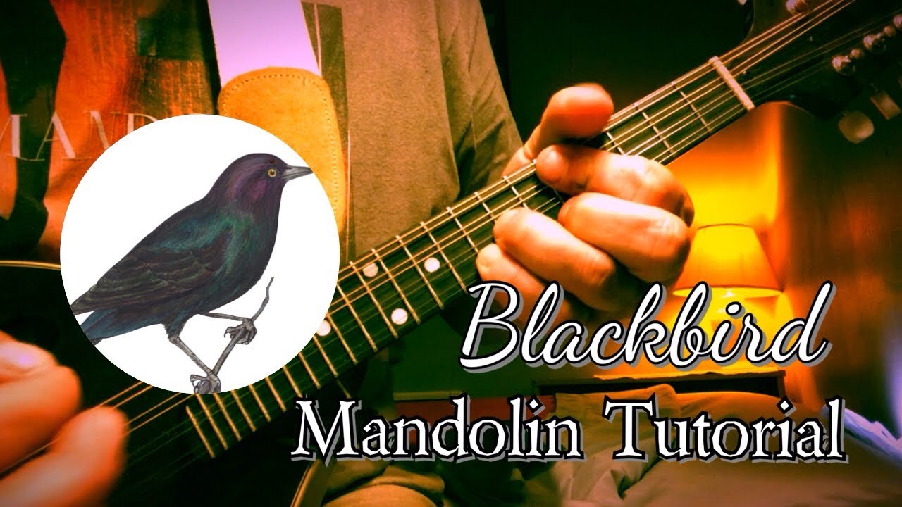 «Blackbird» от The Beatles. Полное руководство по игре на мандолине.