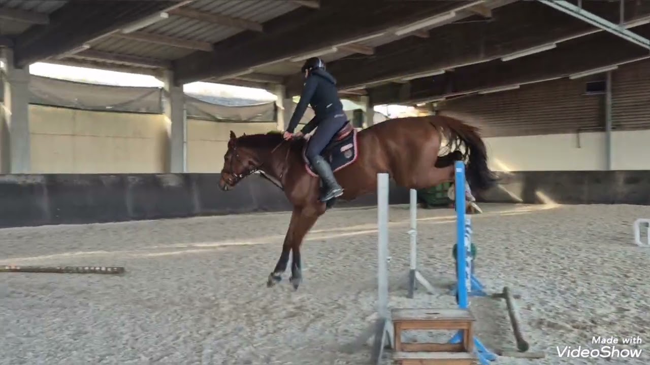 *2021 stallion by Comme Il Faut x Christoph Columbus. Top Equitation prospect!