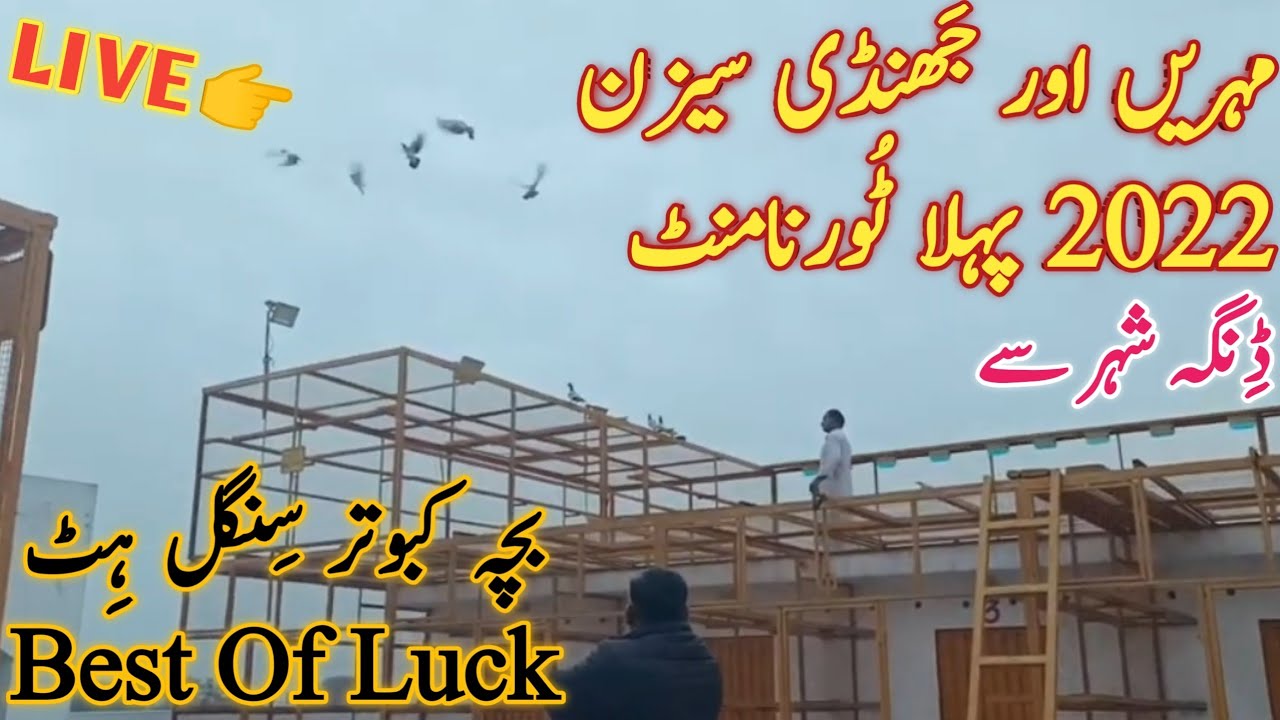 Baby Pigeons First Tournament In 2022 From Dinga City | Dostana Pigeons Amra