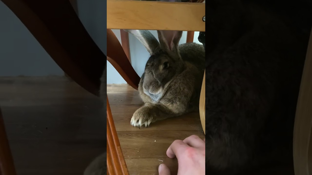 Flemish Giant Rabbit SUPER FAST CLAWS