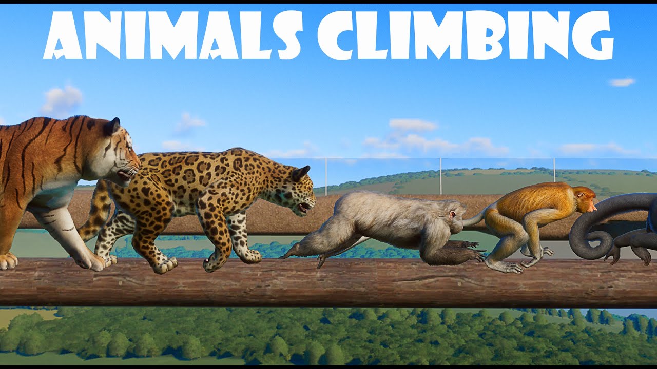 All Climbing Animal in Planet Zoo included Siberian Tiger, Jaguar, Capuchin Monkey, Macaque  & etc