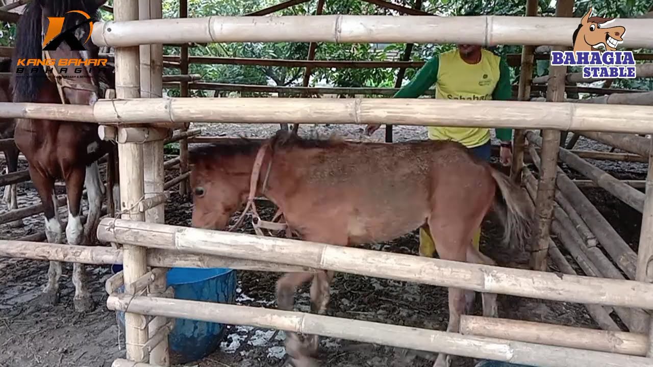 Ternyata Pasang Halter Gak Semudah Itu... I Trying to Halter Hiro for the First Time... #Horse #kuda