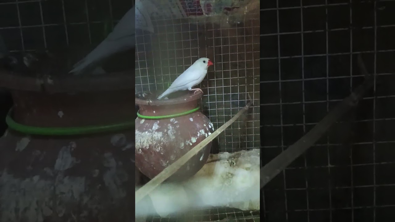 Finches sale salem gugai🐦‍⬛🐦🐦🐦‍⬛8825715197