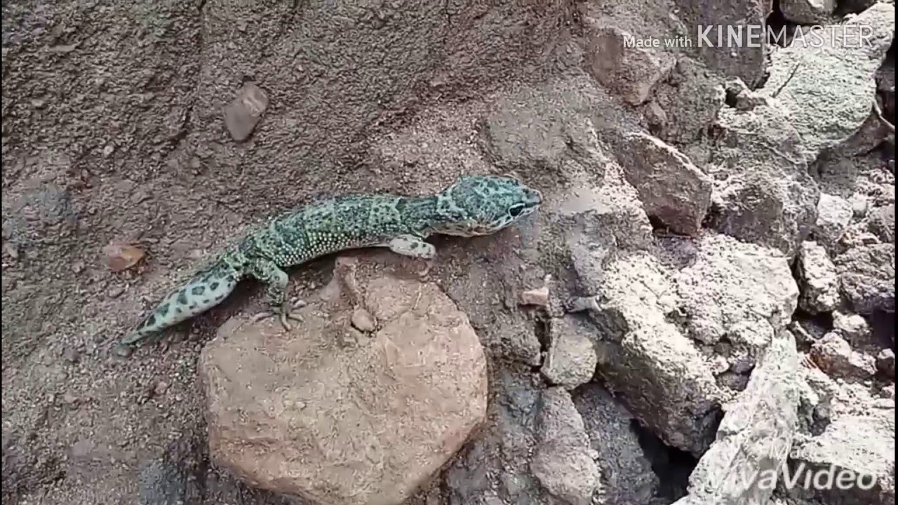Leopard Gecko

(Eublepharis Macularius
)