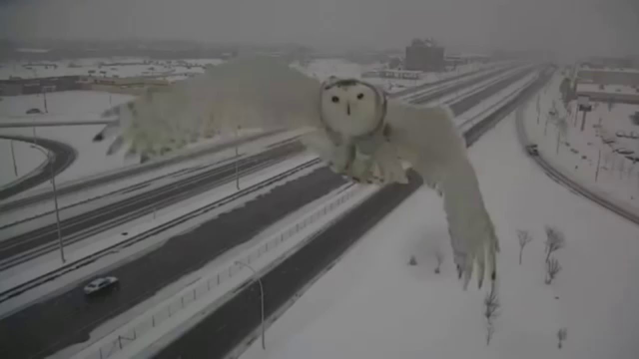Snowy owl captured on Montreal traffic camera