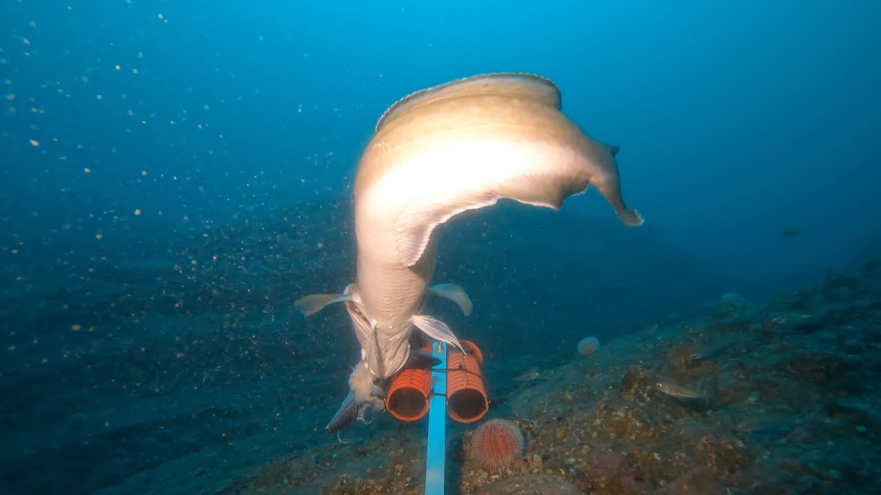 Hungry Ling at 46 metres