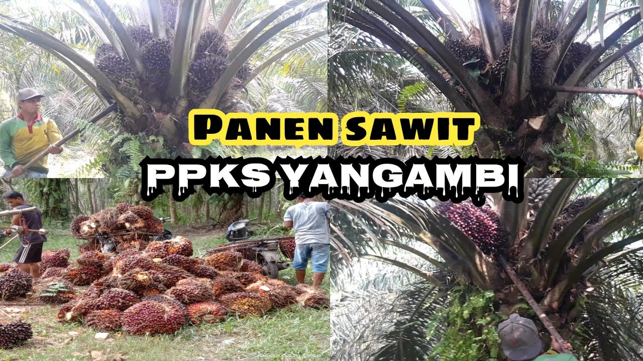 panen sawit buah banyak!!! ppks yangambi