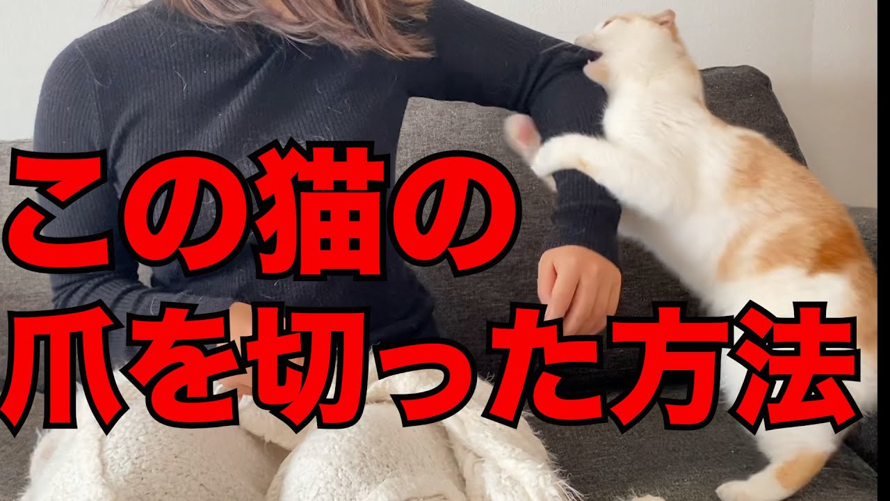 爪切りが大大大嫌いな猫の爪を切る方法