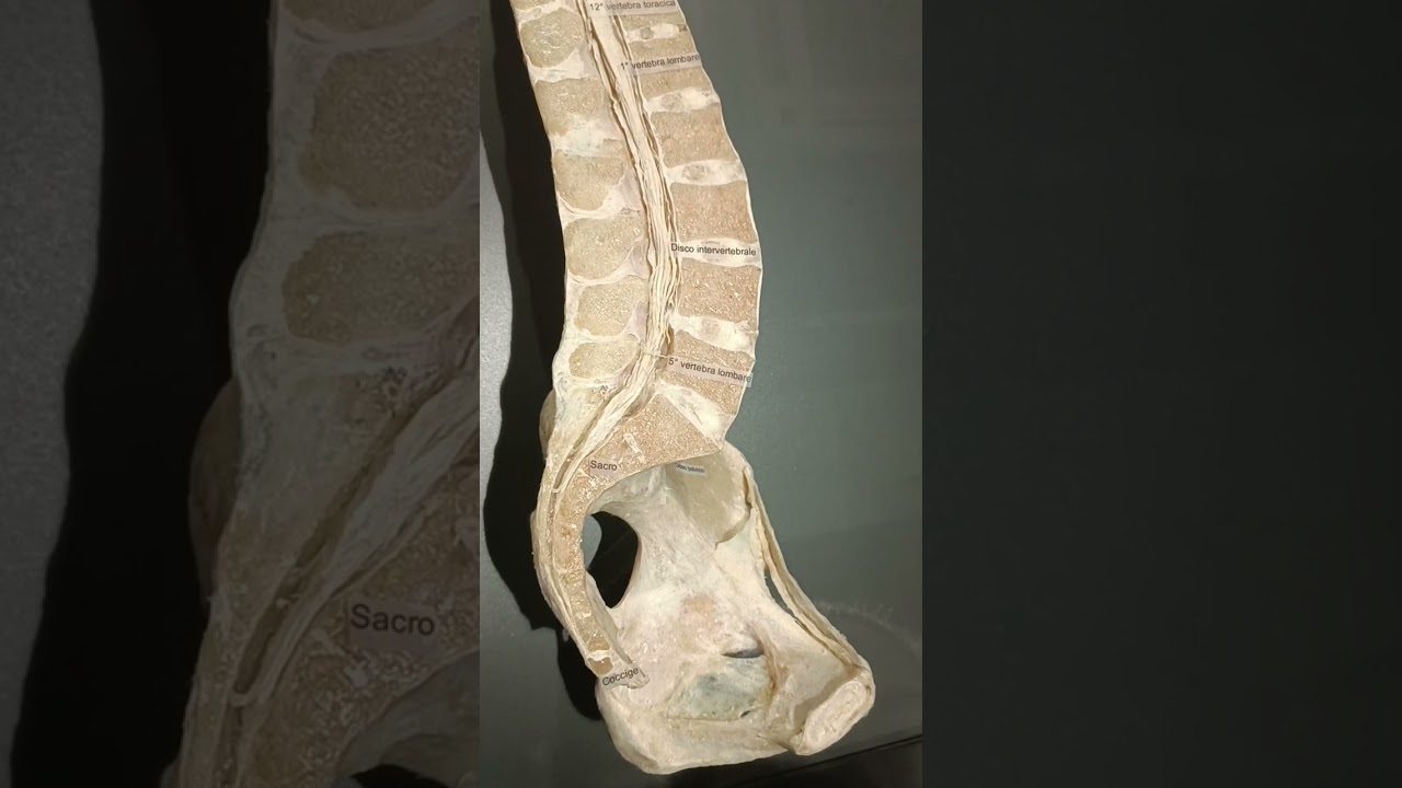 Colonna vertebrale e midollo spinale.