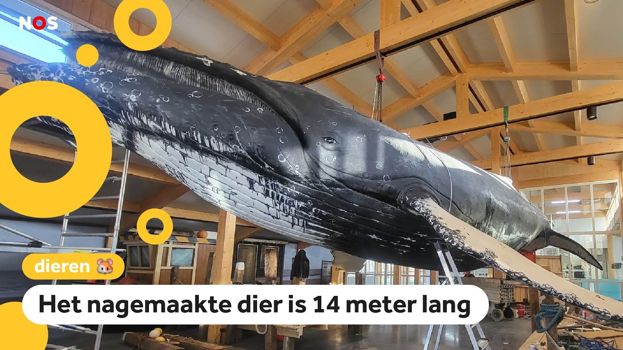 Gigantische kopie van bultrugwalvis: 'Wat is hij groot!'
