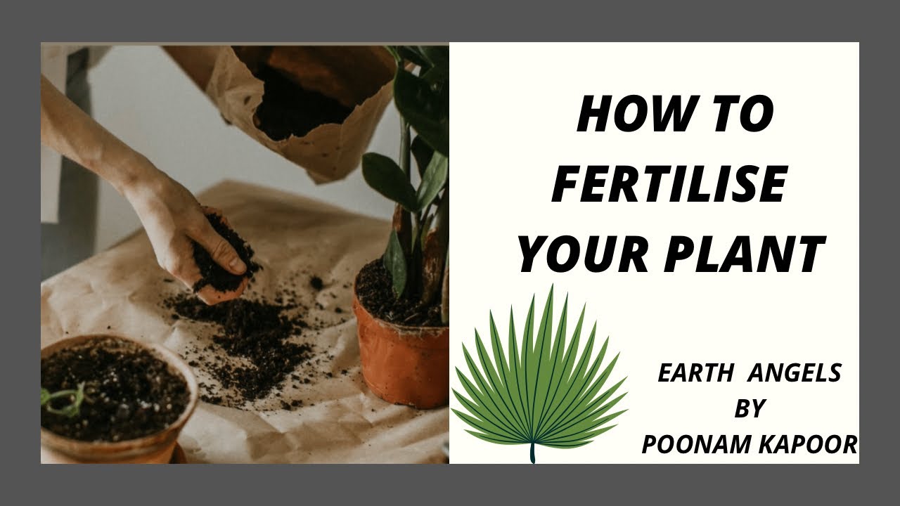 How to fertilise your plant |Right method of fertilising your plant |Best way to fertilise plants