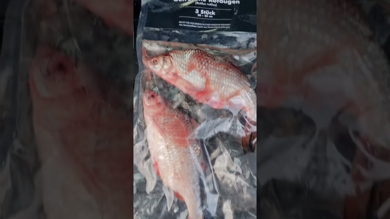 Hechtangeln mit K&ouml;derfisch! #angeln #fishing #hechtangeln #k&ouml;derfischangeln