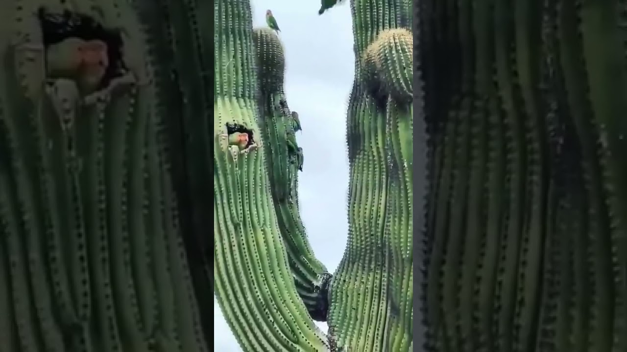 Ancient Saguaro Cactus with birds nesting