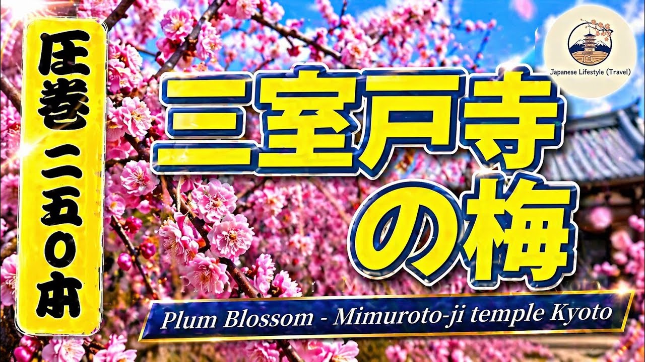【京都・宇治】三室戸寺で、満開のしだれ梅散策~Plum Blossoms at Mimuroto-ji Temple 2026 🌸~