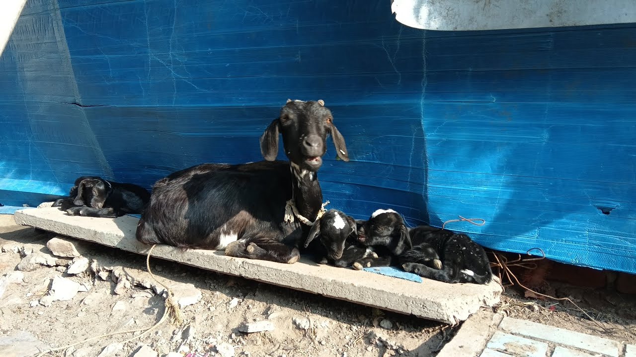 ஆடு வளர்ப்பு| Day-3#goat #goatfarm #goatfarming #natural #100realupdate #nature 