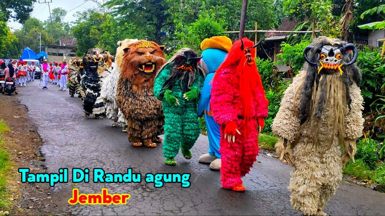Can macanan Singo Raung Cilik Di undang Acara IMTIHANAN Tampil Di RANDUAGUNG Jember