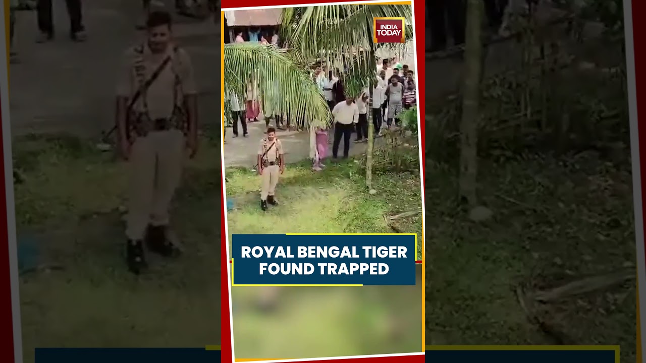 Royal Bengal Tiger Found Trapped In Net In Assam, Forest Teams Begin Rescue Operation #tiger