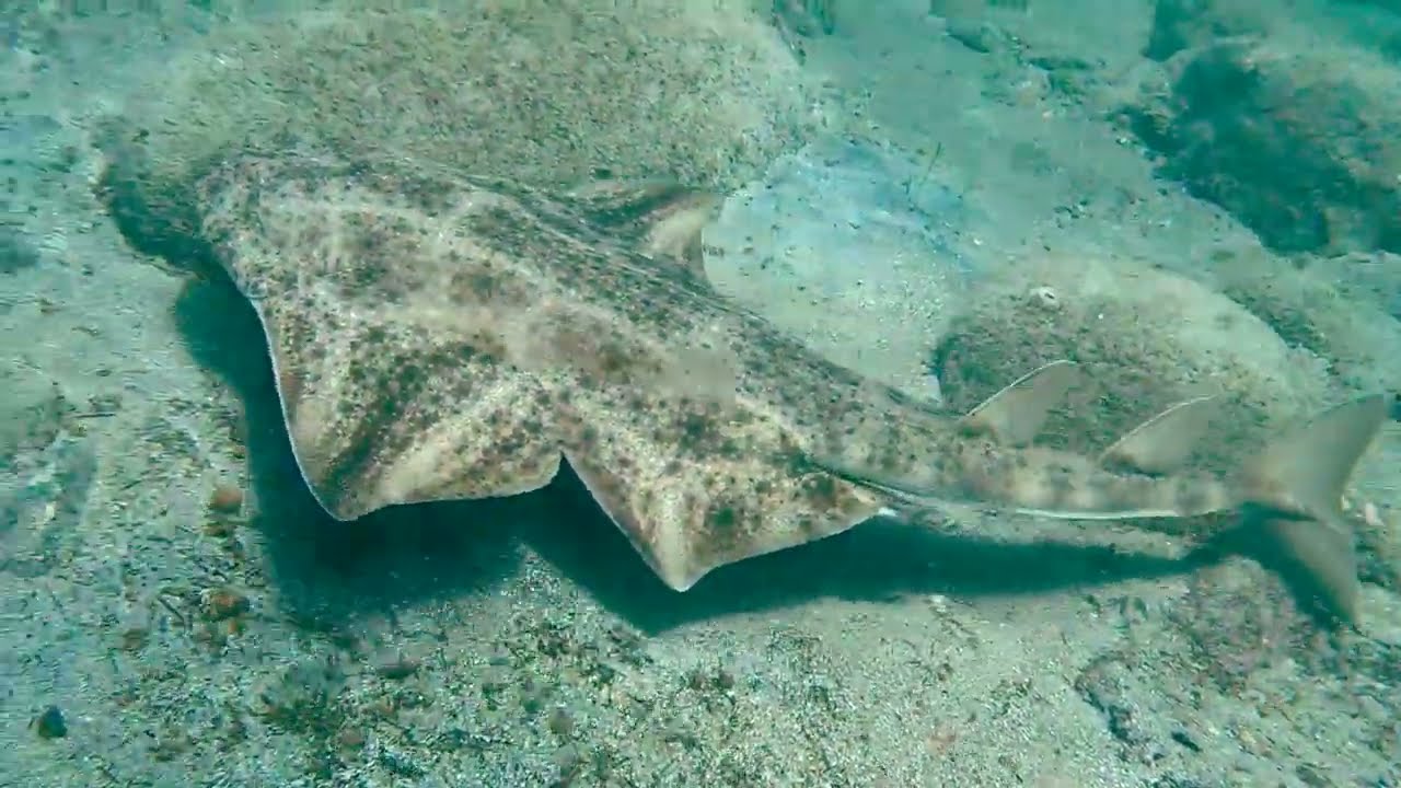Angel Shark Gran Canaria Tiburón Angelote Snorkeling
