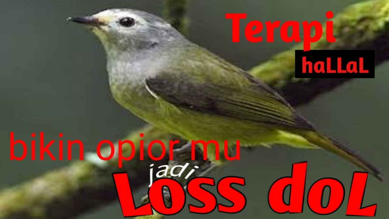 terapi masteran opior Jawa agar cepat bunyi