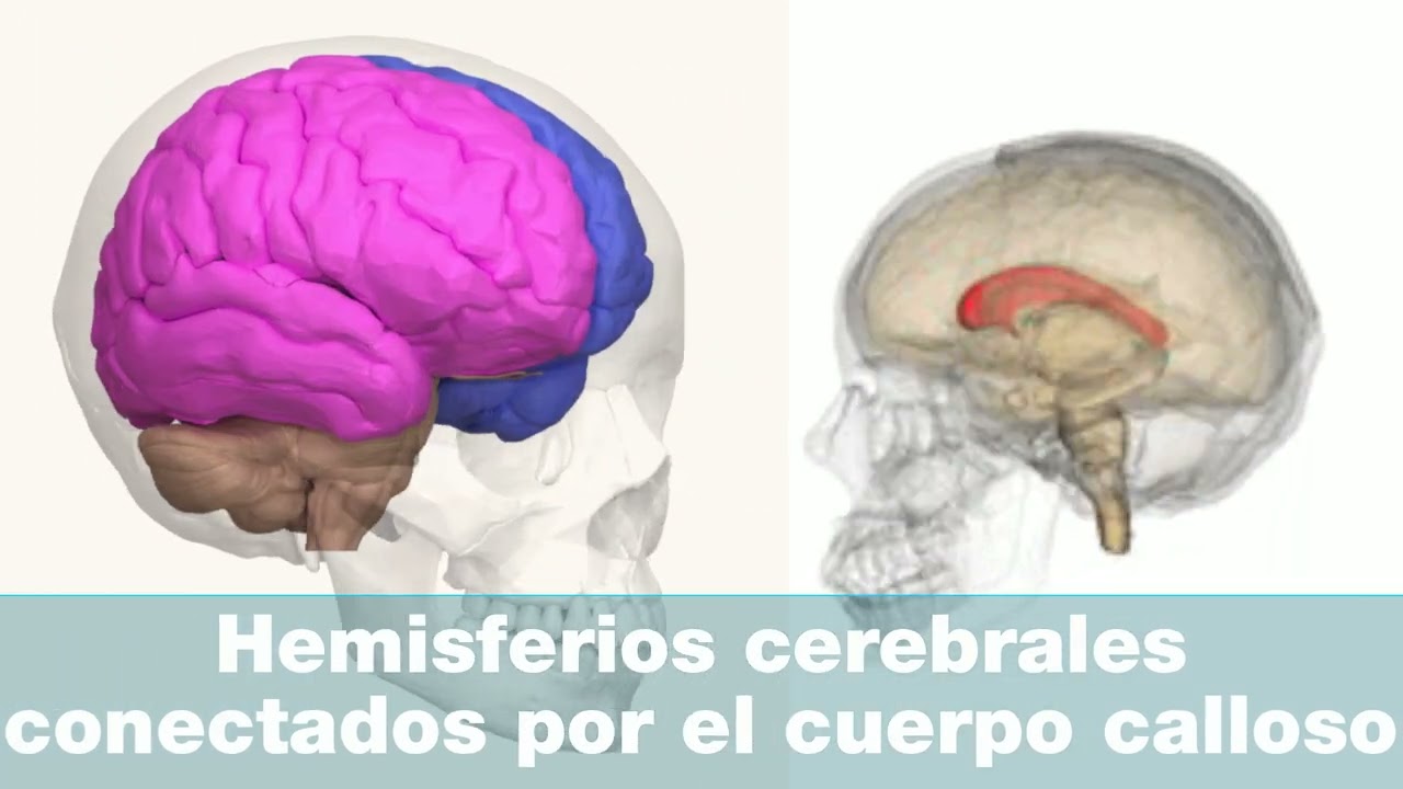 Sistema nerviosos - estructura - 3ESO
