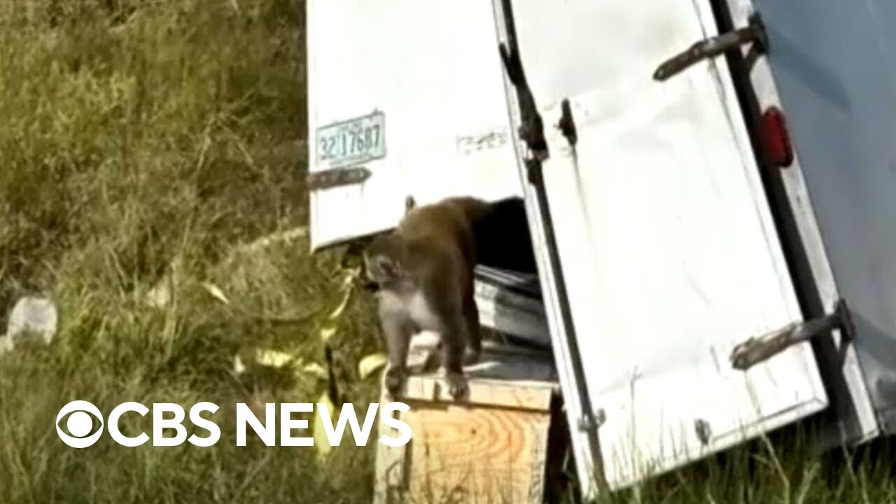 Journalist who saw Mississippi monkey escape: “It was monkeys everywhere”