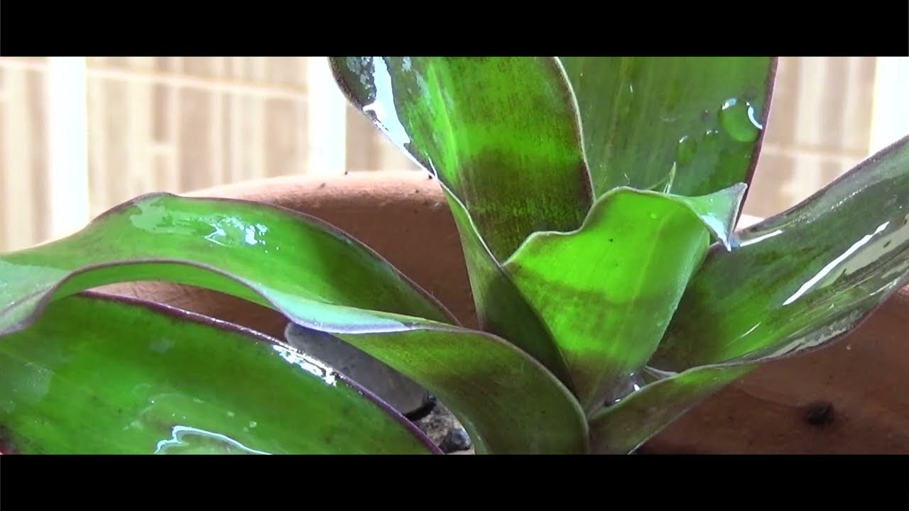 Ganhei uma planta