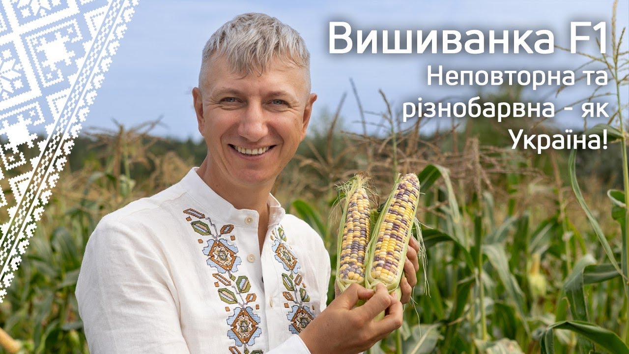 Вишиванка F1 – мультикольорова кукурудза-легенда, визнана Президентом та Європою!