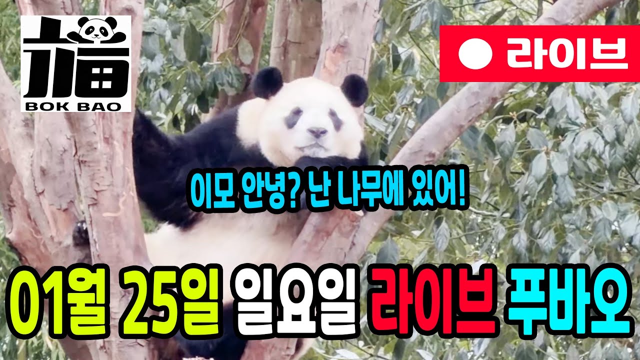 01월 25일 일요일 푸바오 라이브입니다. 이모 안녕 난 나무에 있어!